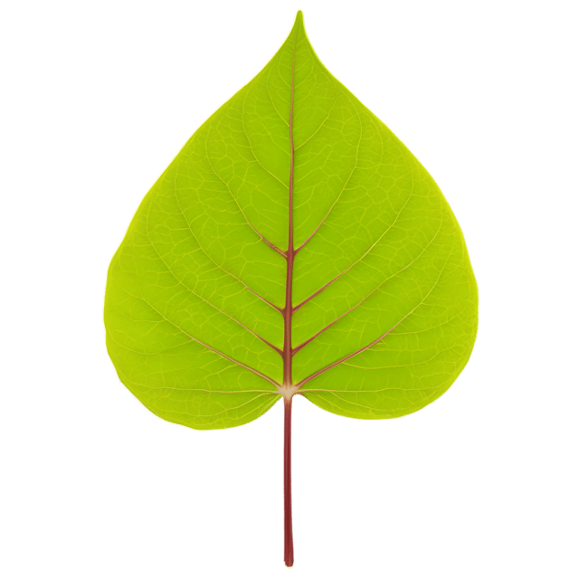 Free transparent PNG: Redbud Leaf Transparent PNG for Nature and Artistic Design