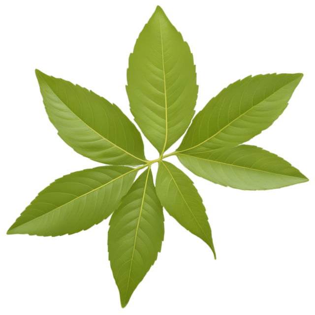 Free transparent PNG: Curry Leaf Herb Transparent PNG Image for Kitchen and Herbal Design