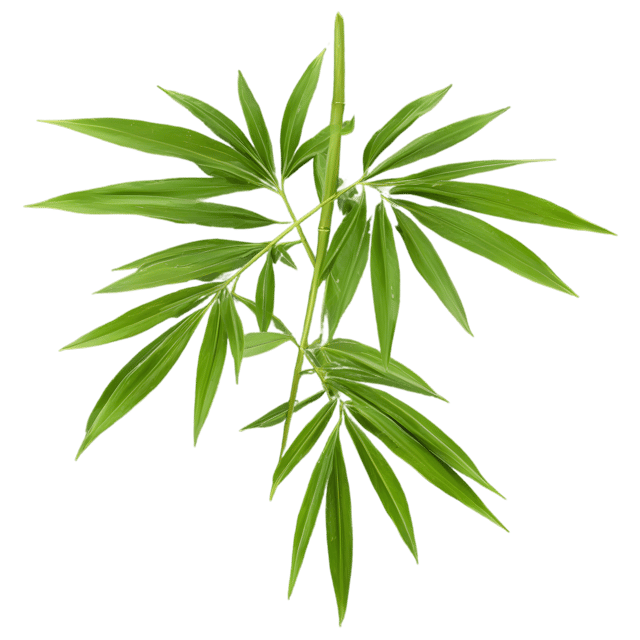 Free transparent PNG: Bamboo Leaf Transparent PNG Background for Nature and Decorative Uses