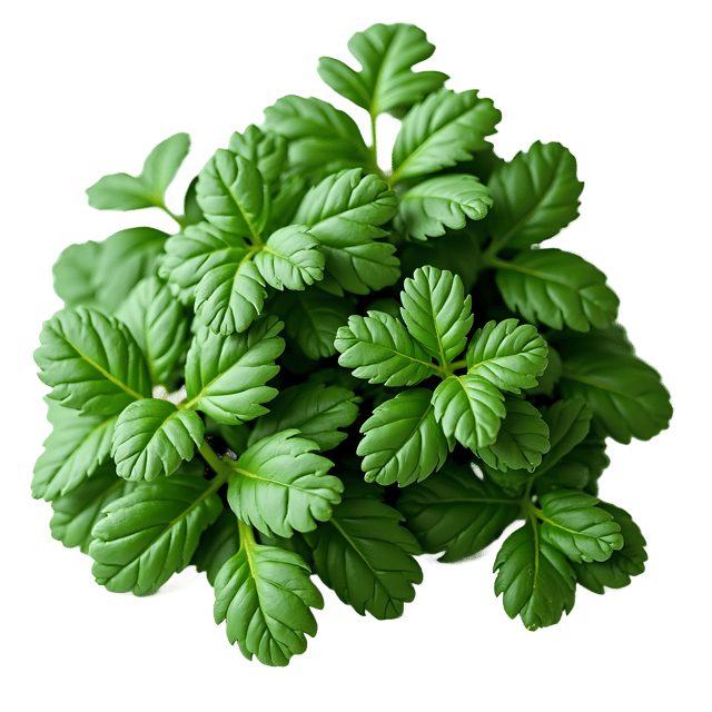 Free transparent PNG: Collard Greens PNG Clipart  Perfect for Healthy Eating and Kitchen Design