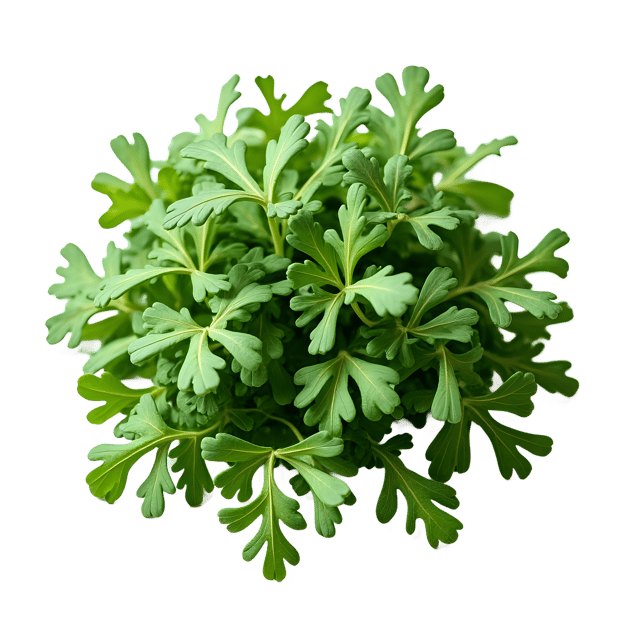 Free transparent PNG: Arugula PNG Clipart  Perfect for Healthy Recipes  Gardening Projects