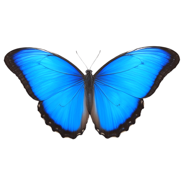 Free transparent PNG: Blue Morpho Butterfly PNG with Transparent Background for Art and Design