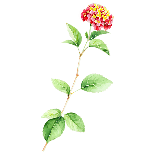 Free transparent PNG: Lantana Flower Transparent PNG – Gentle Watercolor Illustration for Nature-Inspired Designs