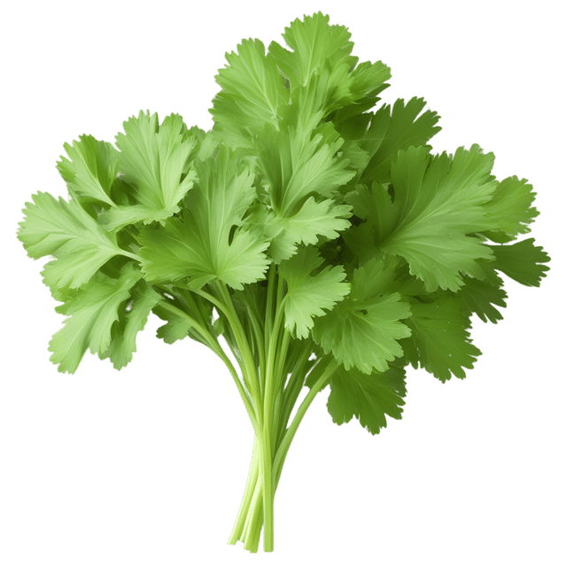 Free transparent PNG: Cilantro Herb Transparent Background PNG