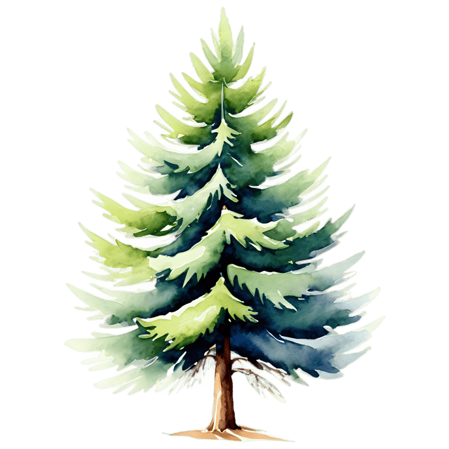 Free transparent PNG: Spruce Tree Watercolor Illustration – Transparent PNG for Nature Art and Design