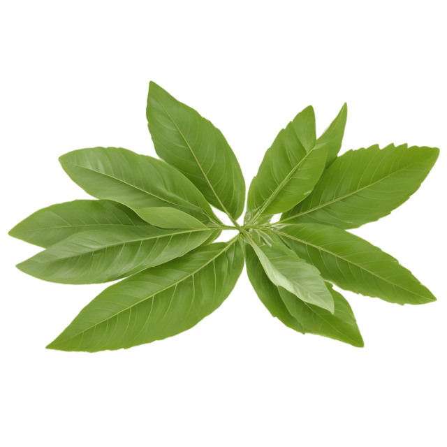 Free transparent PNG: Curry Leaf Herb PNG with Transparent Background for Natural Imagery Uses