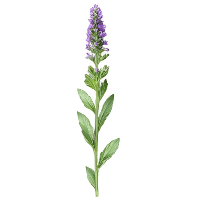 Free transparent PNG: Betony Herb Transparent Background PNG Image for Herbal and Botanical Use