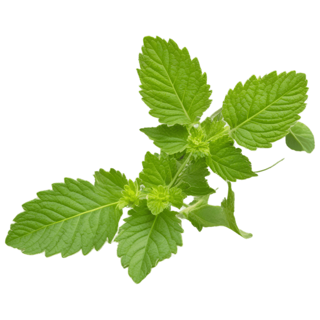 Free transparent PNG: Horehound Herb PNG with Transparent Background for Botanical Imagery