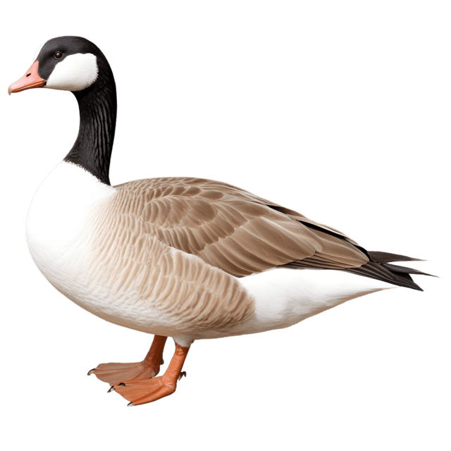 Free transparent PNG: Goose Bird PNG with Transparent Background for Art and Design