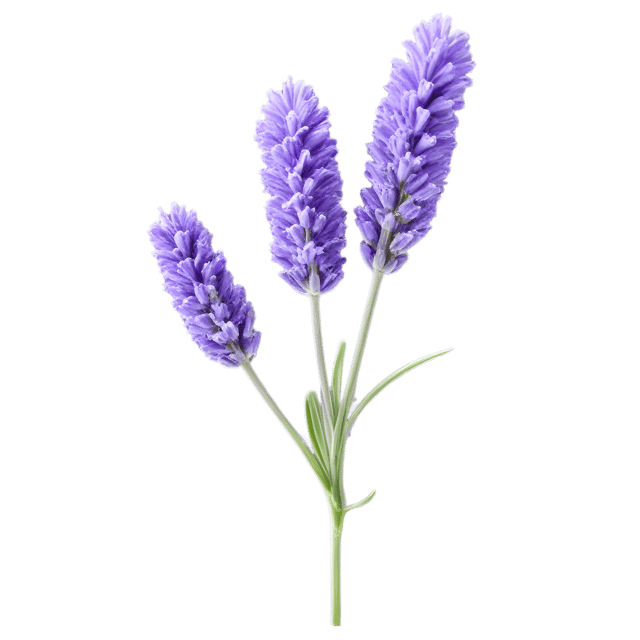 Free transparent PNG: Lavender Color Splash PNG with Transparent Background for Creative Design