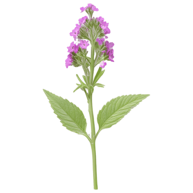 Free transparent PNG: Verbena Flower Transparent PNG for Botanical Art and Design
