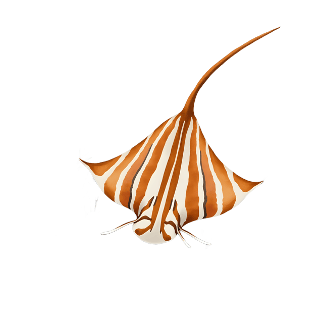 Free transparent PNG: Striped Stingray  Coral Reef Marine Life Clipart, free downloadable png