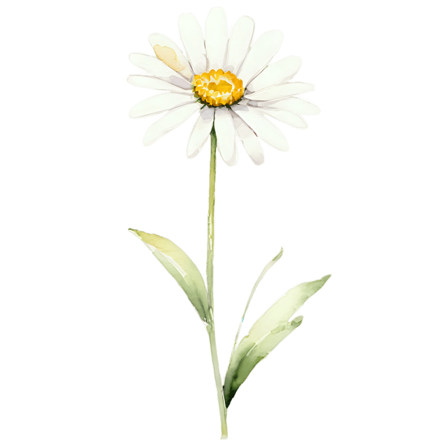 Free transparent PNG: Watercolor Daisy Flower Transparent PNG - Gentle Illustration for Nursery Decor, Crafts & More