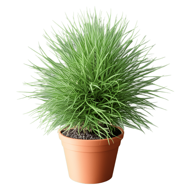 Free transparent PNG: Rhipsalis Cactus Transparent Background PNG for Botanical and Decorative Use