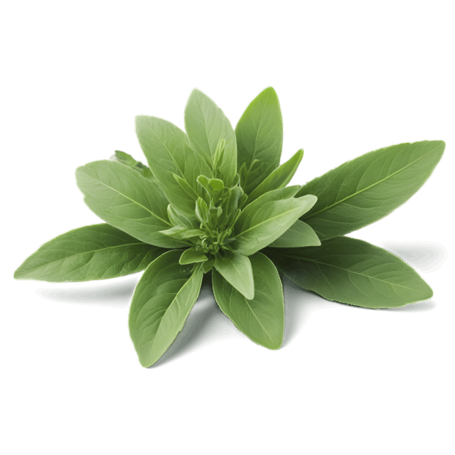 Free transparent PNG: Thyme Leaf Transparent PNG for Herbal and Kitchen Imagery