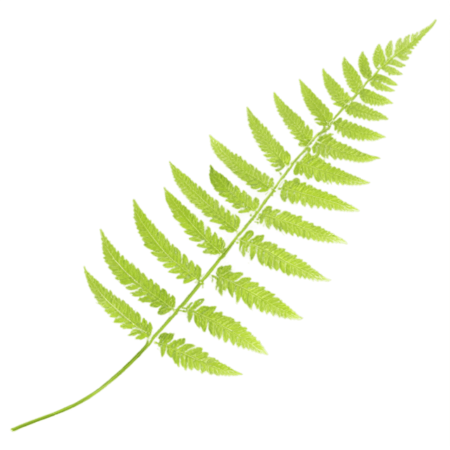 Free transparent PNG: Fern Leaf PNG with Transparent Background for Botanical Art and Crafts