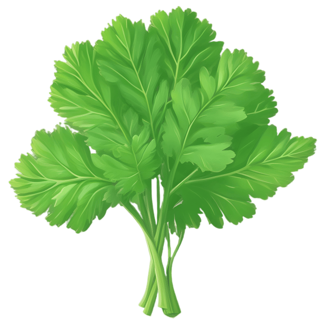Free transparent PNG: Parsley Herb PNG with Transparent Background for Culinary and Decorative Use