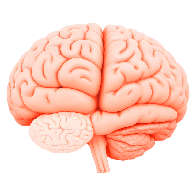 Free transparent PNG: Brain Structure and Function PNG Diagram with Transparent Background for Neuroscience Education