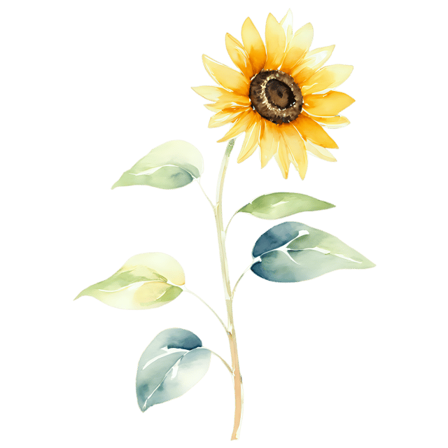 Free transparent PNG: Watercolor Sunflower Flower Transparent PNG – Gentle Illustration for Decorative Purposes