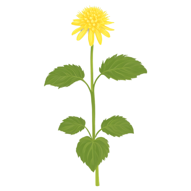 Free transparent PNG: Goldenseal Herb Transparent PNG for Herbal Art and Botanical Design