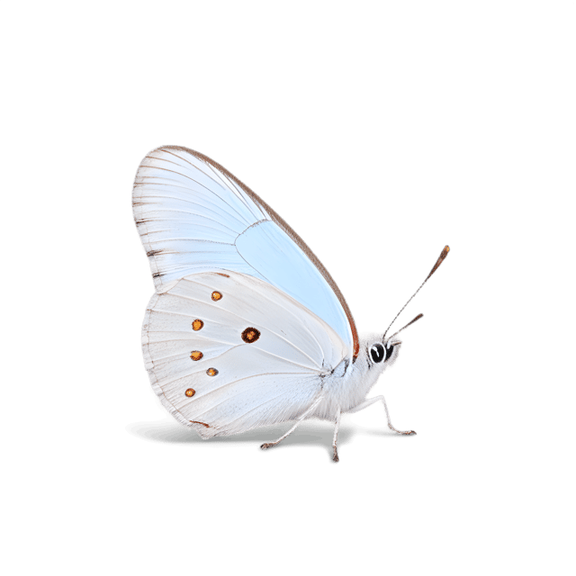 Free transparent PNG: Crowned Hairstreak Butterfly PNG with Transparent Background for Nature and Art Projects