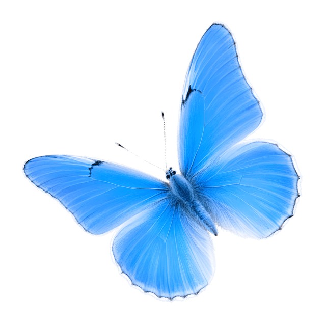 Free transparent PNG: Common Blue Butterfly PNG Transparent Background