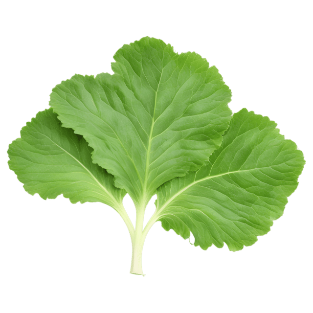 Free transparent PNG: Turnip Leaf PNG with Transparent Background for Digital Design