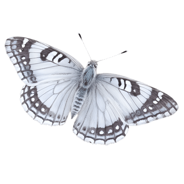 Free transparent PNG: Checkered Skipper Butterfly PNG Transparent Background