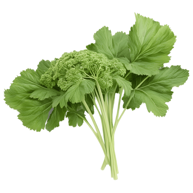 Free transparent PNG: Transparent Background Angelica Herb PNG Illustration for Botanical Art and Design