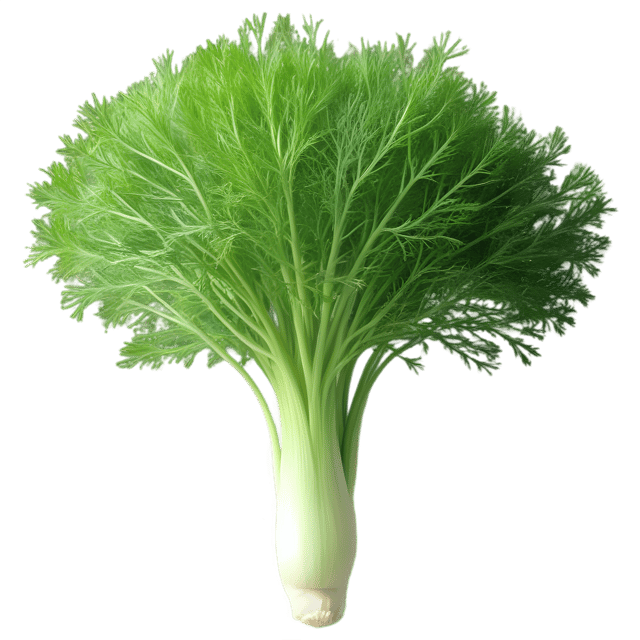 Free transparent PNG: Fennel Herb PNG with Transparent Background for Herbal Design and Crafts