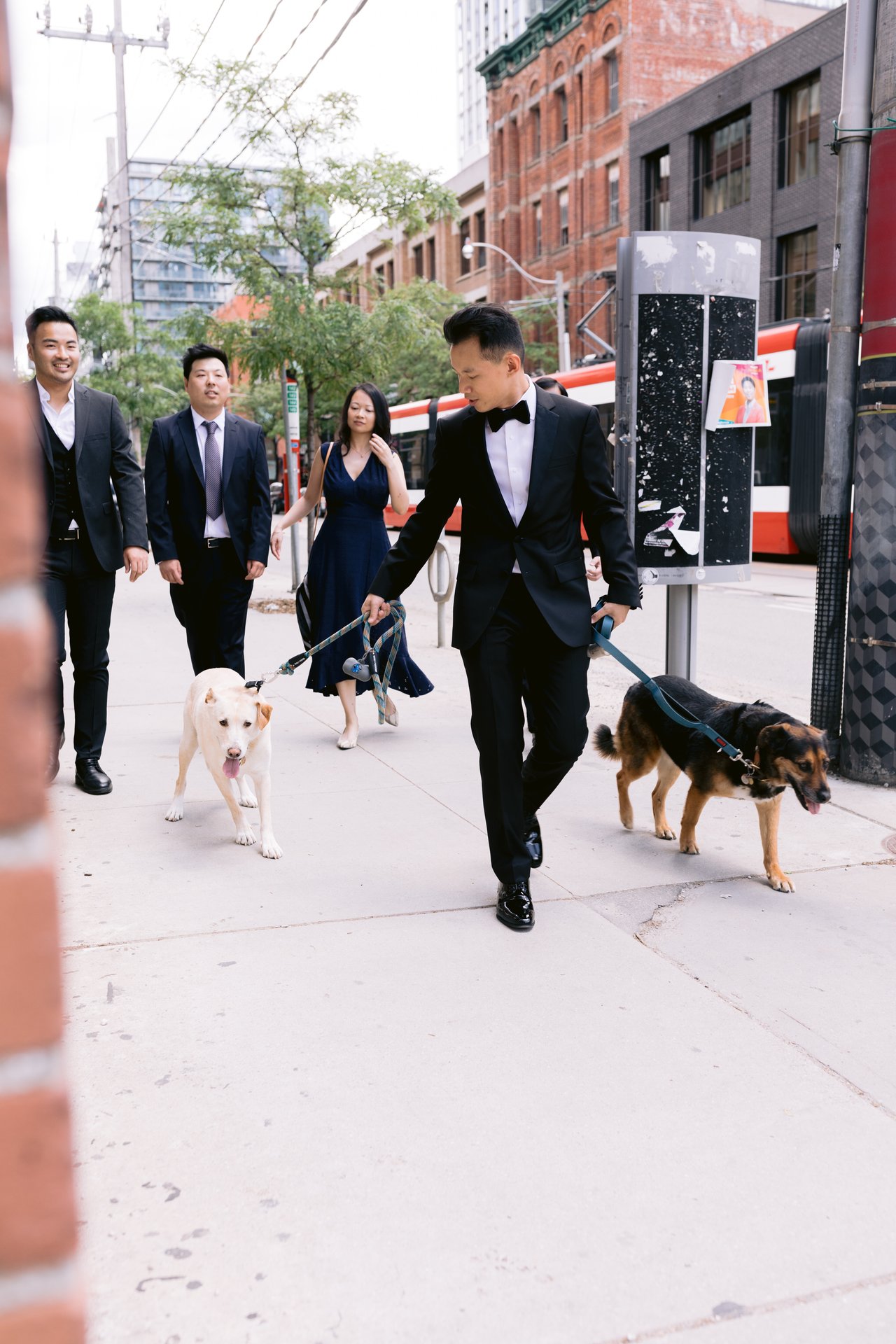 The wedding party out with the dogs