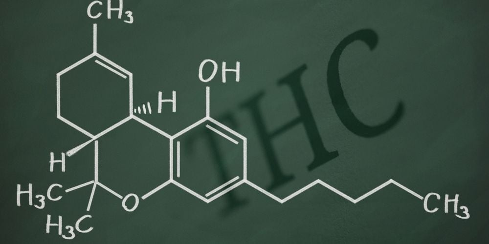What is the Endocannabinoid System (ECS)?