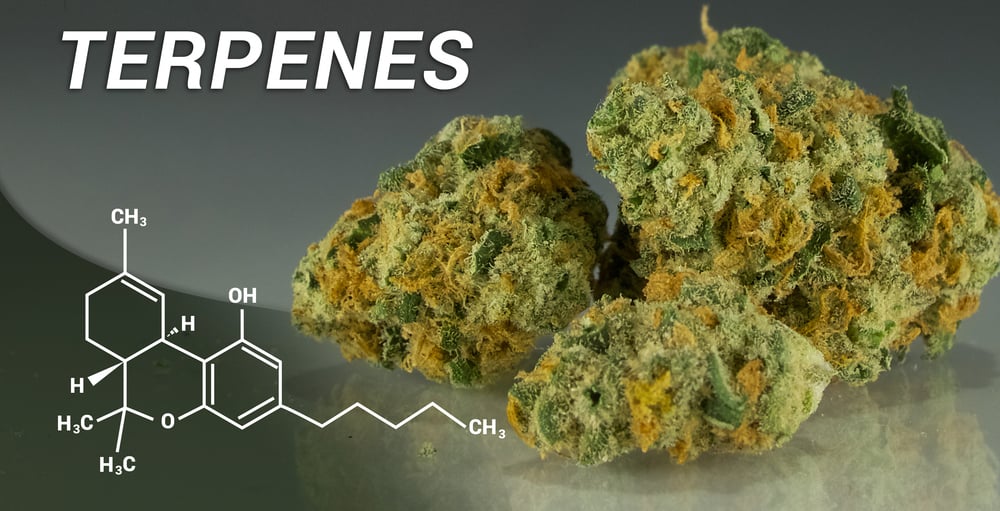 Terpenes: The Other Powerful Compounds Found in Cannabis