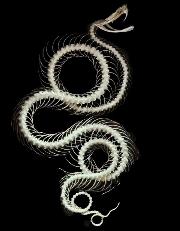 pit viper snake bone articulation