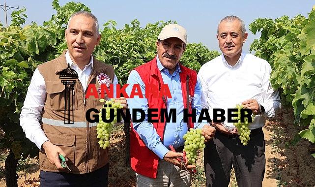 Yaş üzümde 200 milyon dolar aşılacak