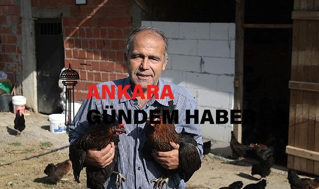 Kocaeli’de yüzde 50 hibeli tavuk desteği üreticilerin yüzünü güldürdü