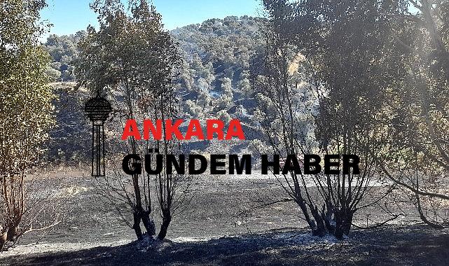 Germencik’te otoban kenarında çıkan yangın kontrol altına alındı