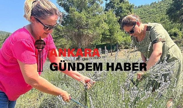 Bodrum Belediyesi, Garaova Tarım Park’ta üretilen lavantaların hasadına başladı.