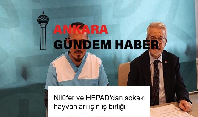 Nilüfer ve HEPAD’dan sokak hayvanları için iş birliği
