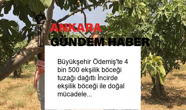 Büyükşehir Ödemiş’te 4 bin 500 ekşilik böceği tuzağı dağıttı İncirde ekşilik böceği ile doğal mücadele