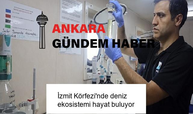 İzmit Körfezi’nde deniz ekosistemi hayat buluyor