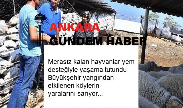 Merasız kalan hayvanlar yem desteğiyle yaşama tutundu Büyükşehir yangından etkilenen köylerin yaralarını sarıyor