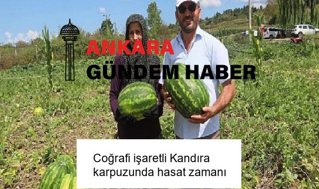 Coğrafi işaretli Kandıra karpuzunda hasat zamanı