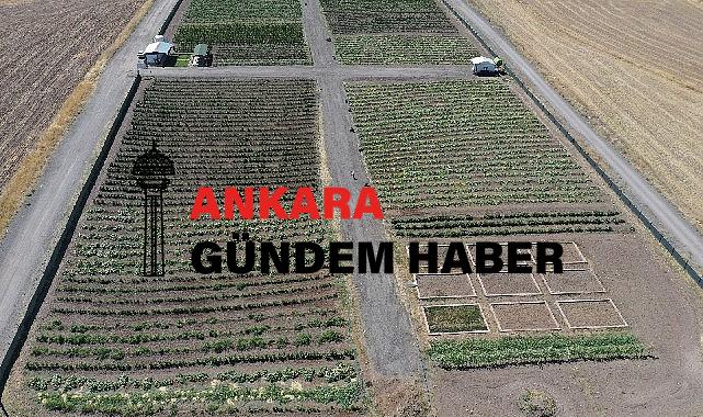 Ata tohumunu bereketlendiren bostan Keçiören’de