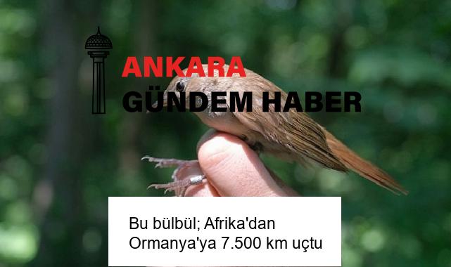 Bu bülbül; Afrika’dan Ormanya’ya 7.500 km uçtu