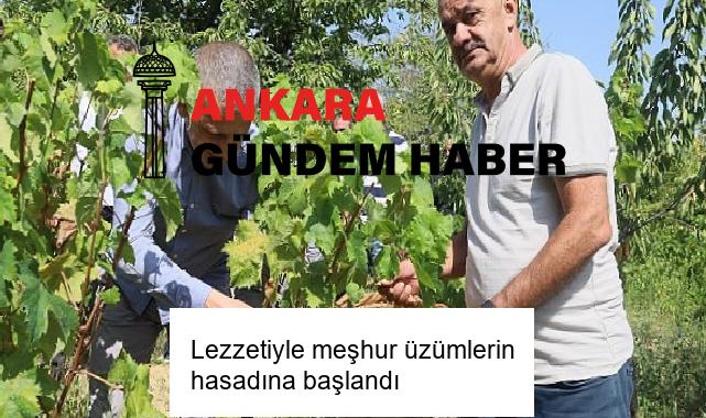 Lezzetiyle meşhur üzümlerin hasadına başlandı