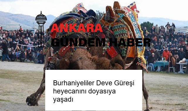 Burhaniyeliler Deve Güreşi heyecanını doyasıya yaşadı
