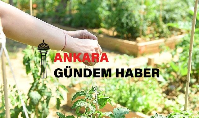 Kadıköy Bostanlarında Hasat Zamanı