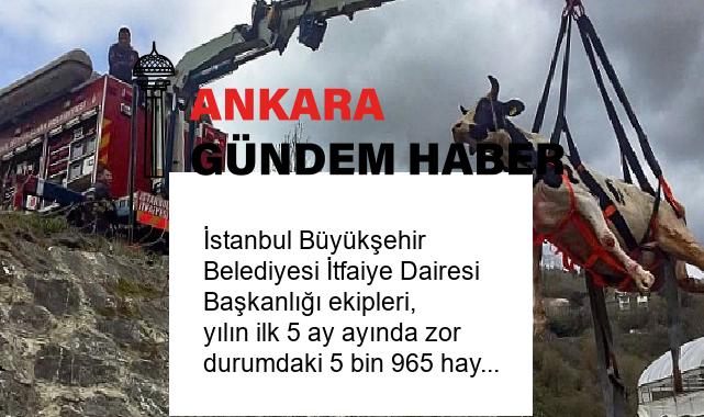 İstanbul Büyükşehir Belediyesi İtfaiye Dairesi Başkanlığı ekipleri, yılın ilk 5 ay ayında zor durumdaki 5 bin 965 hayvanı kurtardı