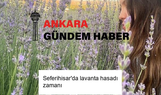Seferihisar’da lavanta hasadı zamanı